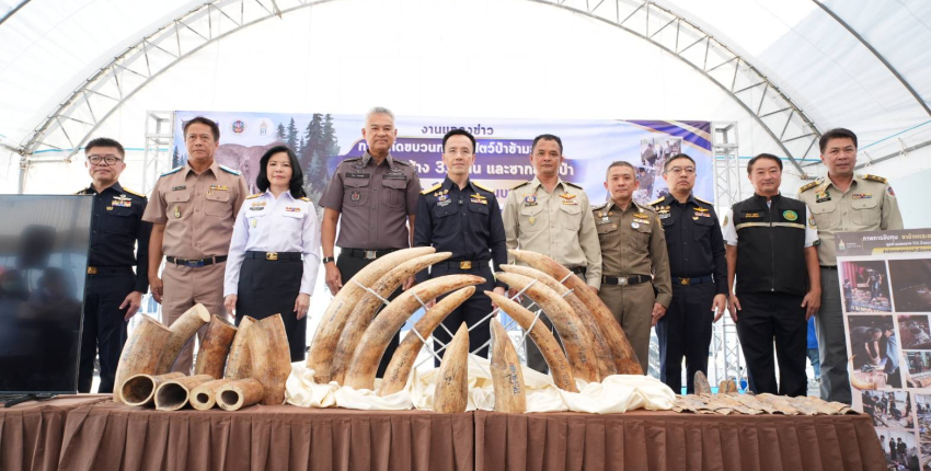 อธิบดีฯ และหน่วยงานที่เกี่ยวข้อง ร่วมแถลงข่าวในการสกัดขบวนการลักลอบนำเข้างาช้างครั้งใหญ่ ณ ท่าเรือแหลมฉบัง ตรวจยึดงาช้างกว่า ๓.๑ ตัน